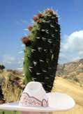Cactus and sombrero